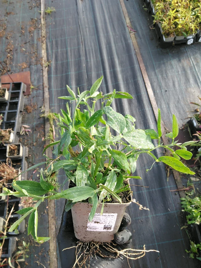 Hajuherne Pink Pearl - 31. 10. 2025