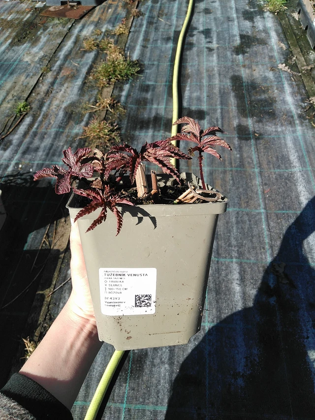 Legyezőfű Venusta - 7. 4. 2026