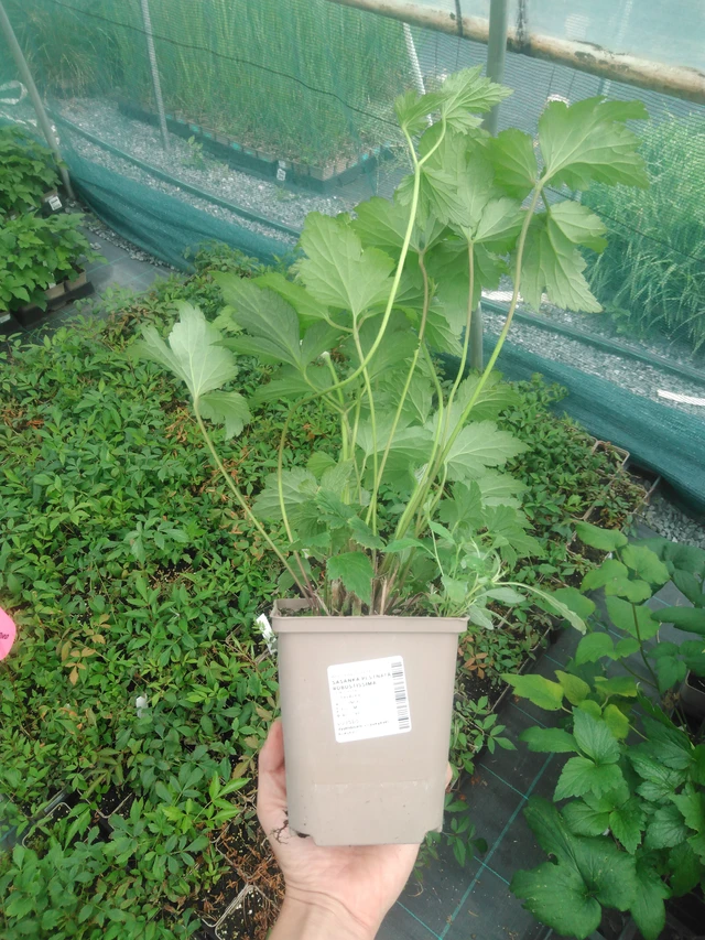 Sasanka plstnatá Robustissima - 2024