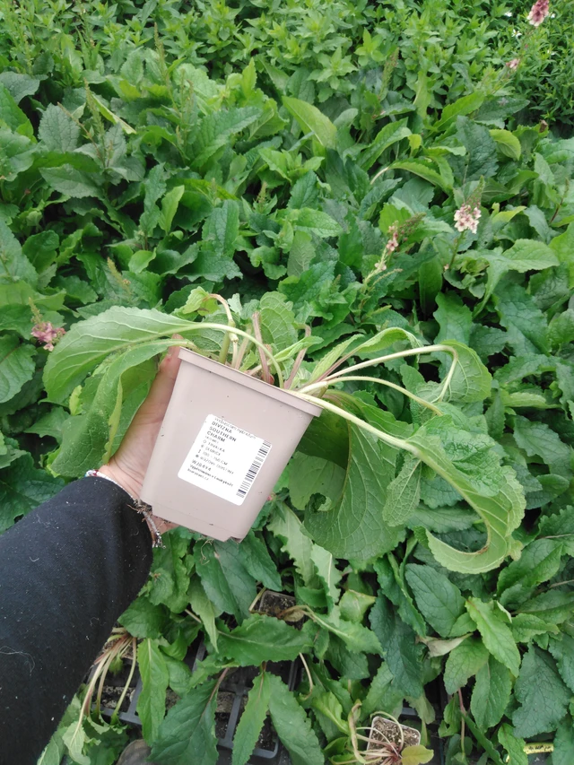 Verbasco Southern Charm - 2024