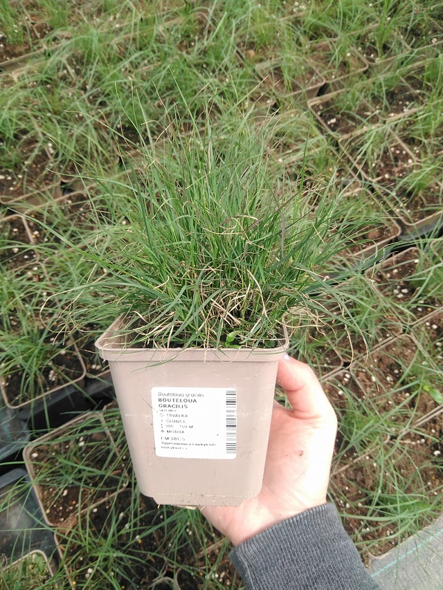 Moskytovka - 9. 6. 2025