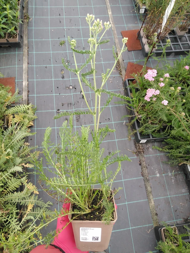 Siankärsämö Lilac Beauty - 29. 7. 2025