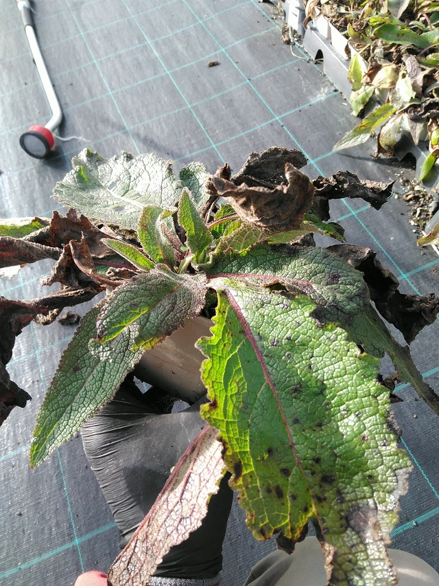 Tähkylä Sixteen Candles - 31. 10. 2025