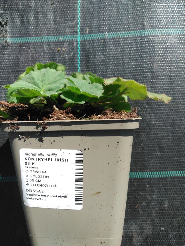 Kontryhel Irish Silk - 3. 4. 2025