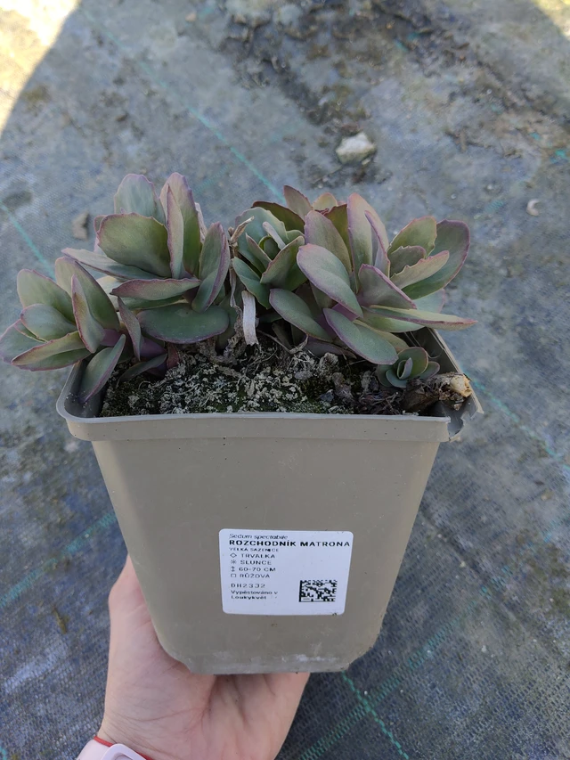 Varjúháj Matrona - 27. 3. 2026