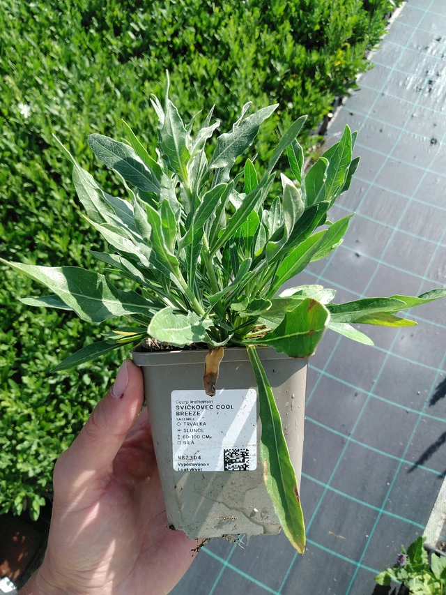 Gaura Cool Breeze - 24. 6. 2025