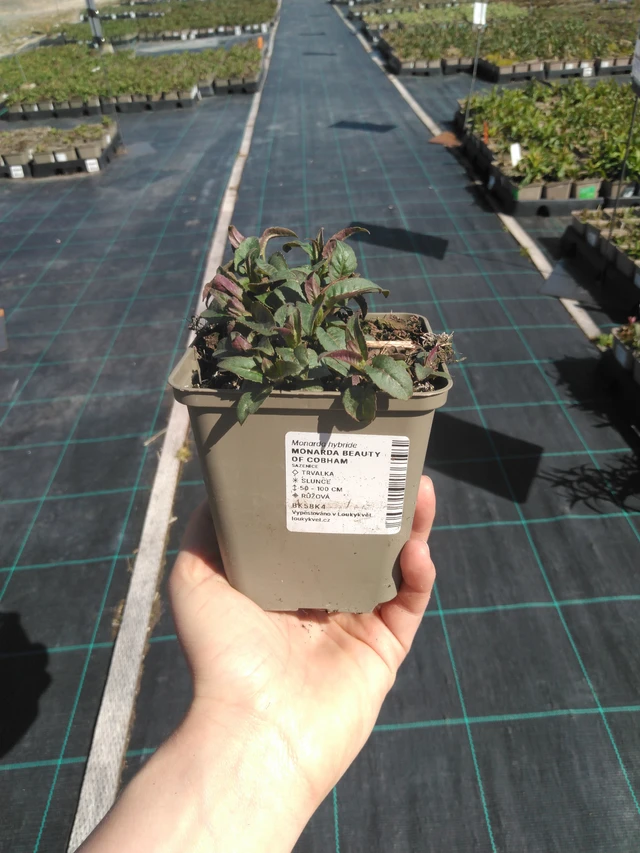 Monarda Beauty of Cobham - 3. 4. 2025