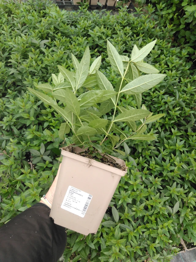 Rozrazilovec Album - 2024