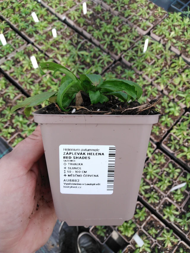 Sneezeweed Helena Red Shades - 2024