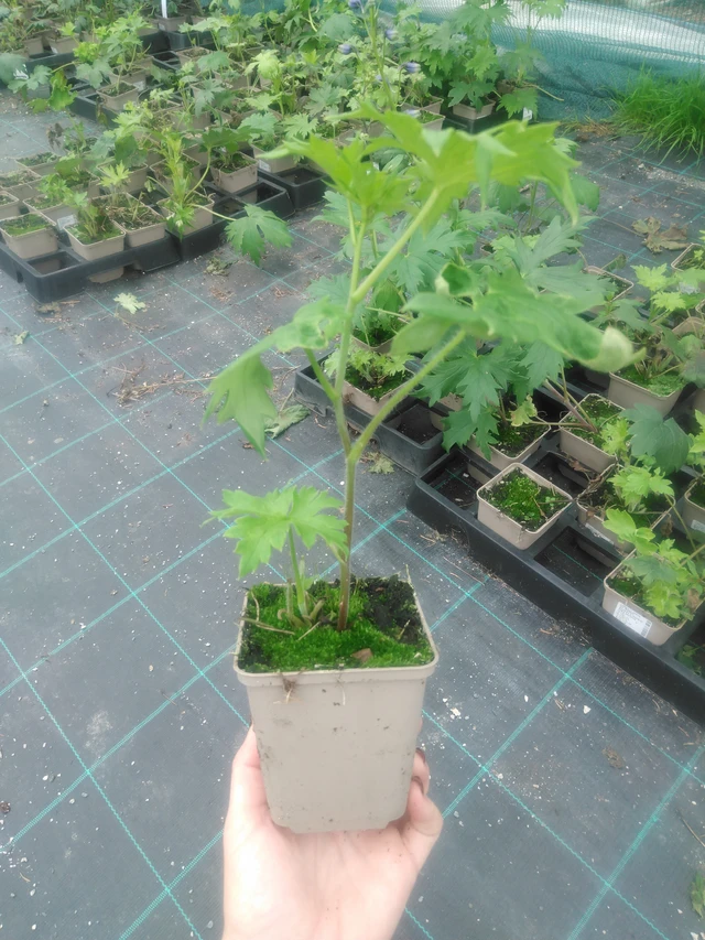 Delphinium Benary’s Pacific King Arthur - 2024