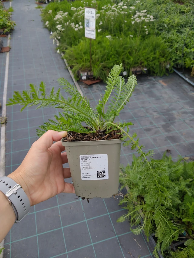 Řebříček Summer Pastels - 10. 9. 2025