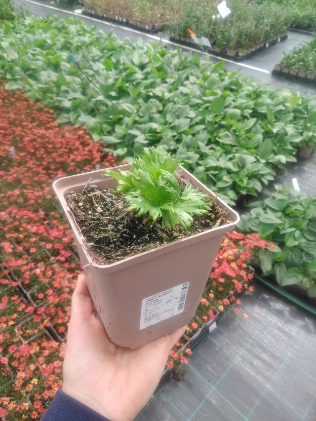 Oměj horský Album - 2024