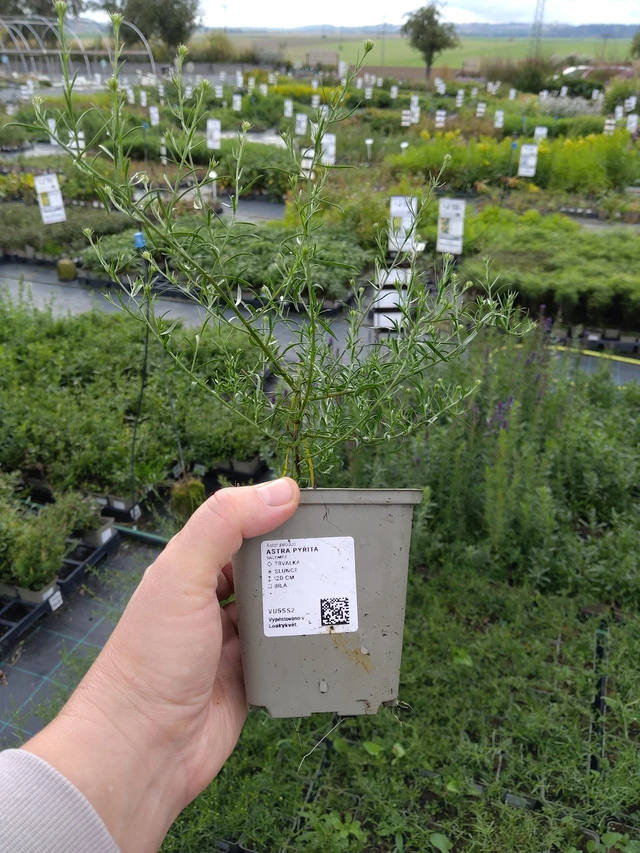 Astra pýřitá - 9. 10. 2025