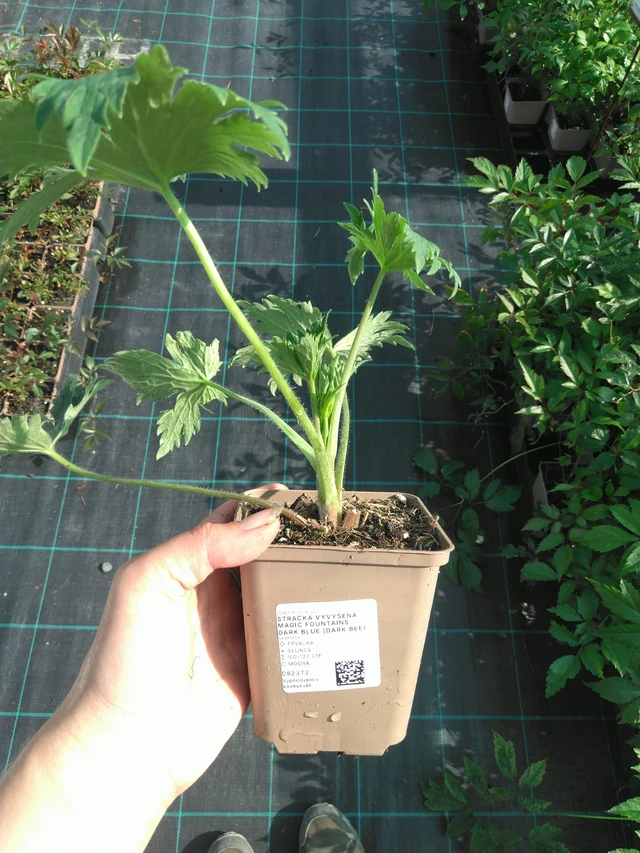 Espuela de caballero Magic Fountains Dark Blue (Dark Bee) - 11. 7. 2025