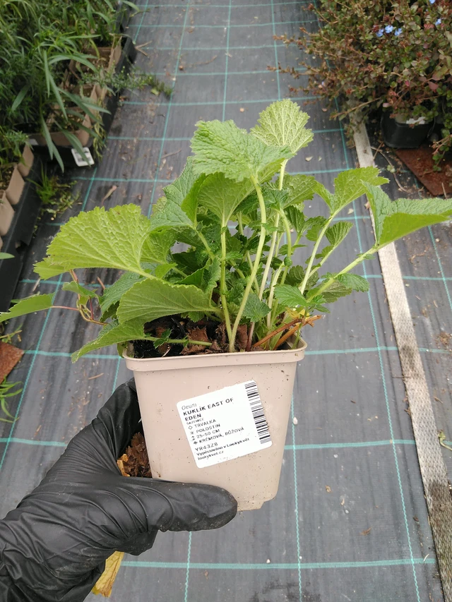 Geum East of Eden - 10. 9. 2025