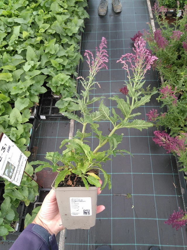 Šalvěj hajní Schwellenburg - 11. 7. 2025