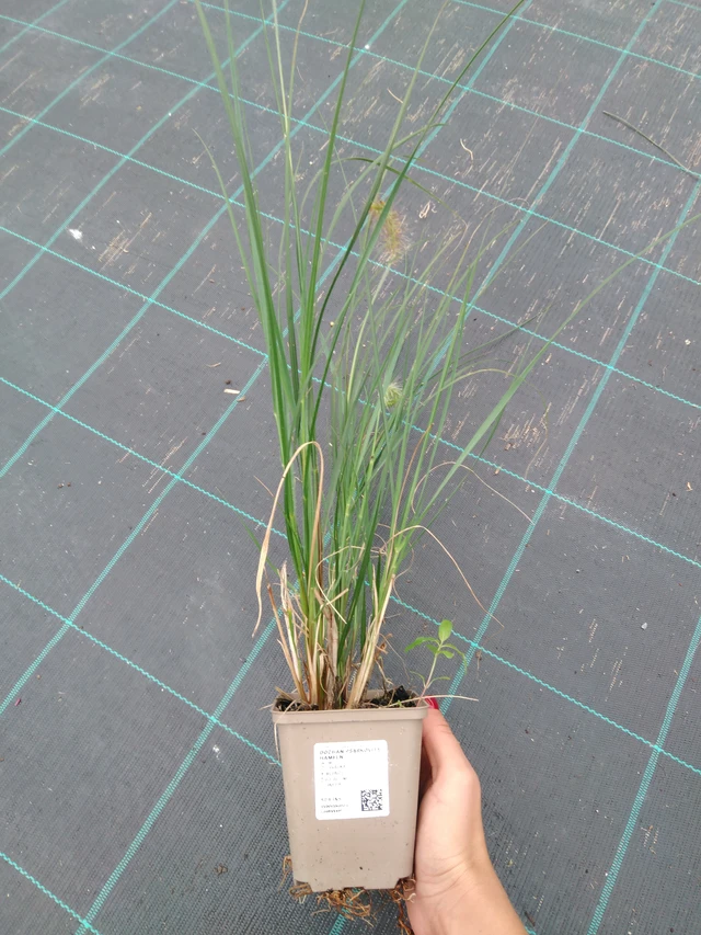 Dochan psárkovitý Hameln - 10. 9. 2025