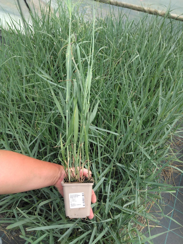 Hirssi Heavy Metal - 2024