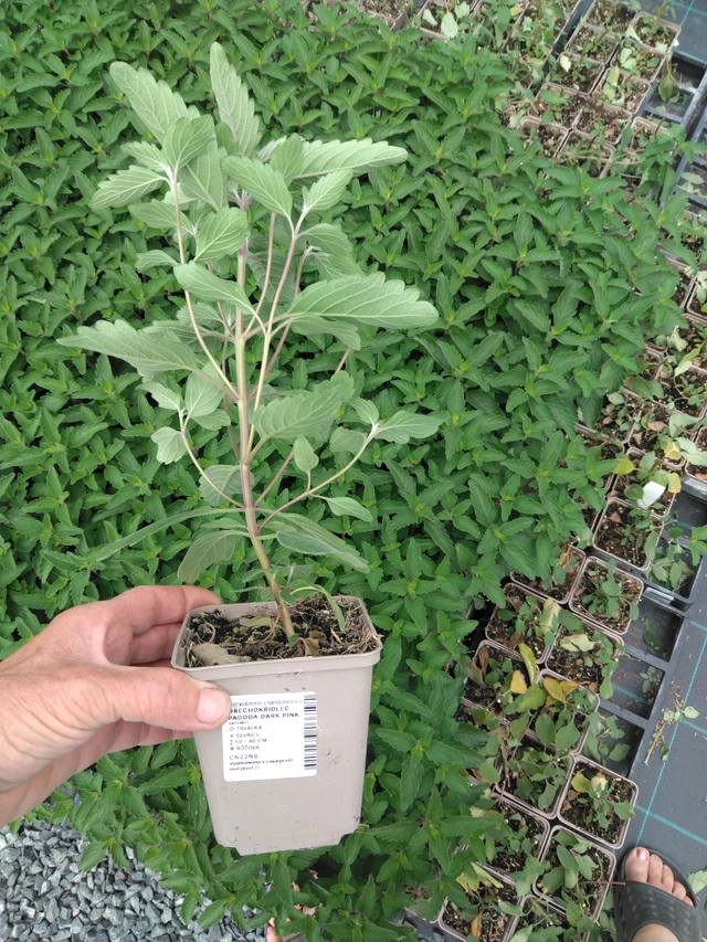 Ořechokřídlec Pagoda Dark Pink - 2024