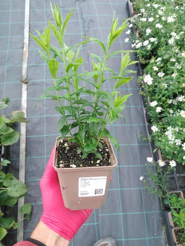 Aster japonés Alba - 29. 7. 2025