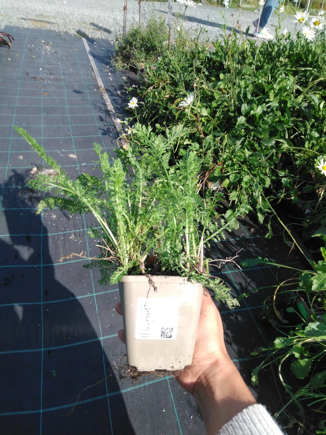 Milenrama Cerise Queen - 11. 9. 2025