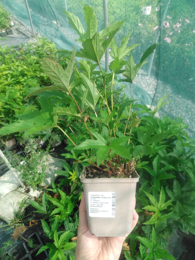 Angervo Venusta - 2024