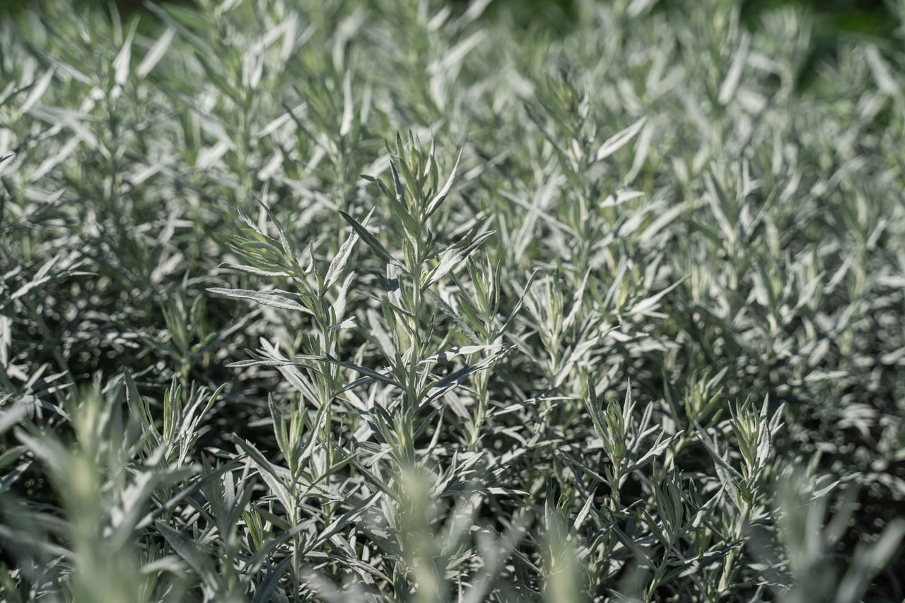 Pelyněk Ludvíkův Silver Queen, Loukykvět