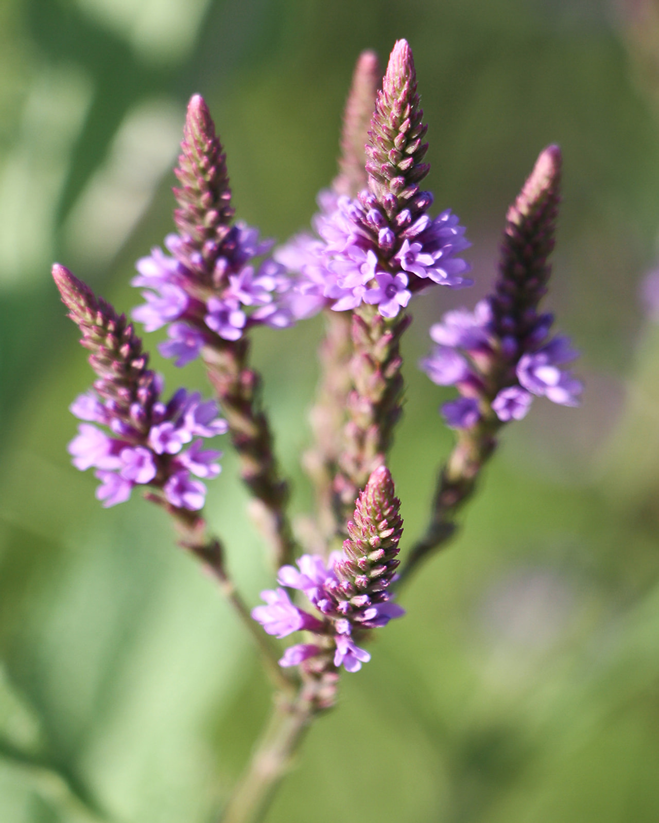 Verbena hastata Blue Spires, Loukykvět