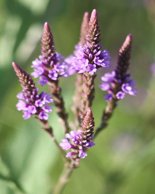 Verbena hastata Blue Spires, Loukykvět