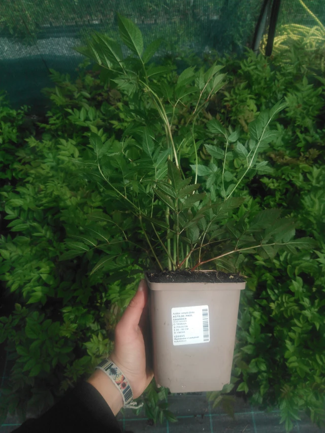 Astilbe Paul Gaarder - 2024