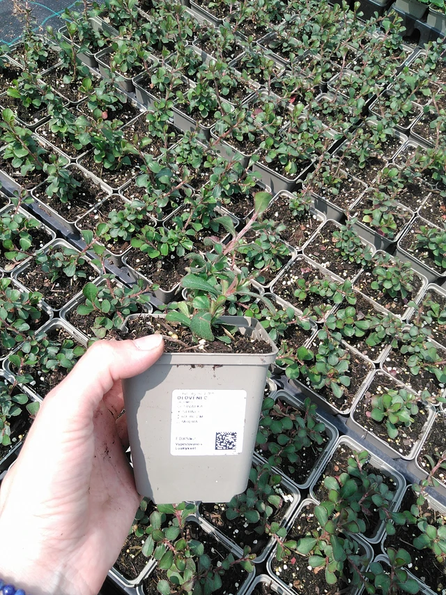 Plumbago - 9. 6. 2025