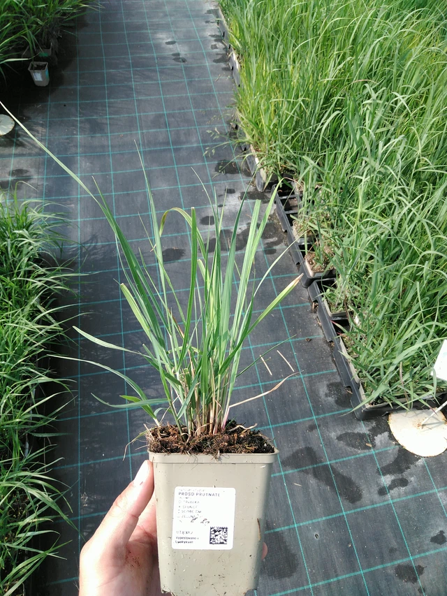 Proso prutnaté - 24. 6. 2025