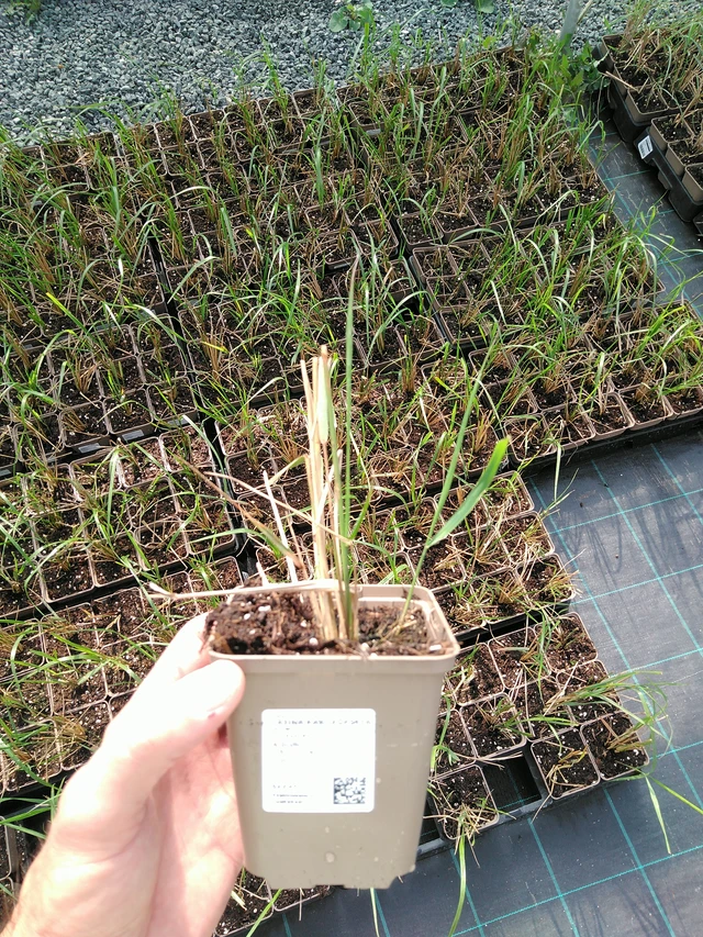 Třtina Karl Förster - 24. 6. 2025