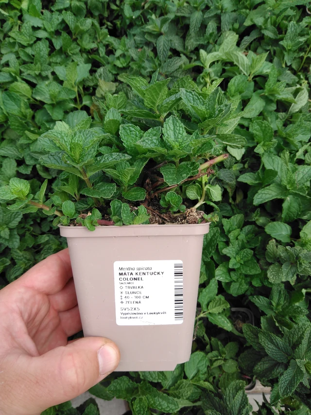 Máta Kentucky Colonel - 2024