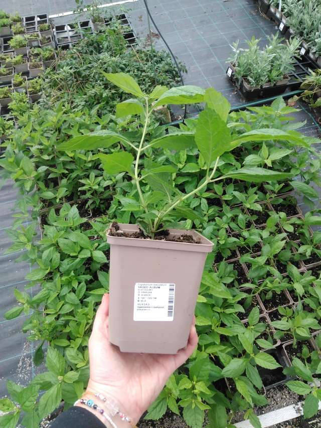 Hirvenjuuri Album - 2024