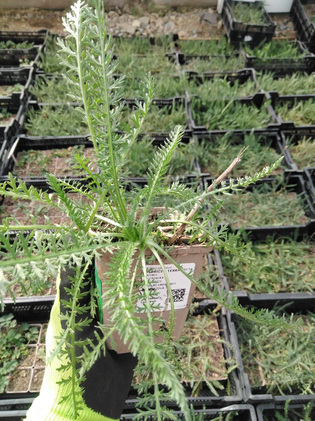 Řebříček Terracotta - 8. 4. 2025