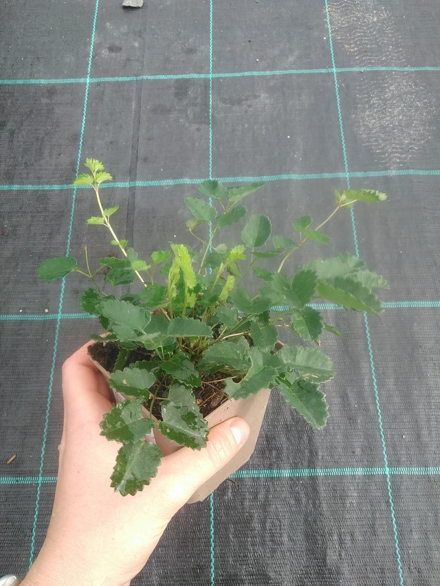 Krvavec - 17. 7. 2025