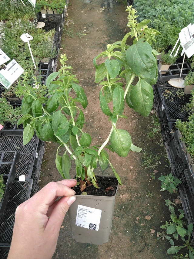 Bazalka Sweet - 11. 7. 2025