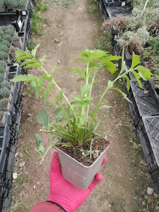 Kozlík lékařský - 29. 7. 2025