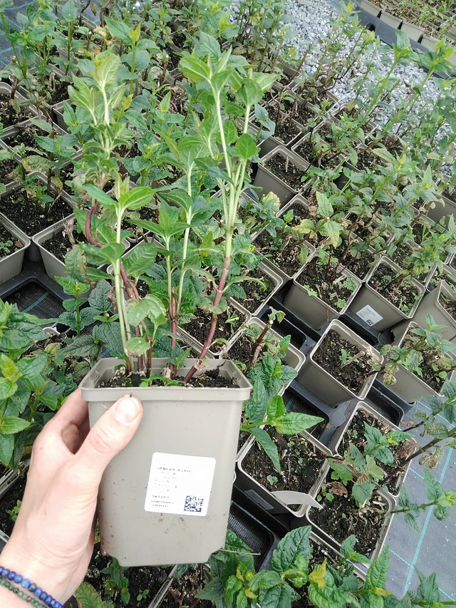 Coreopsis Asahi - 9. 6. 2025