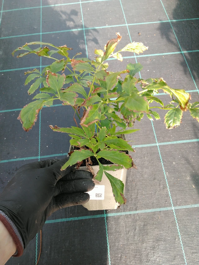 Astilbe Europa - 31. 10. 2025