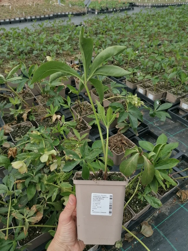 Hellebore Pretty Ellen White Spotted - 2024