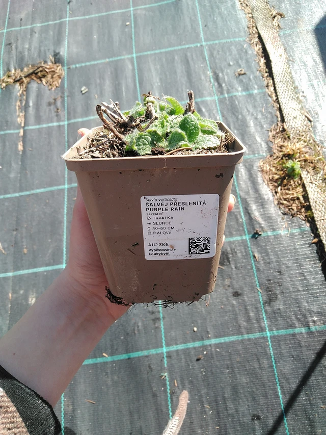 Sauge verticillée Purple Rain - 7. 4. 2026