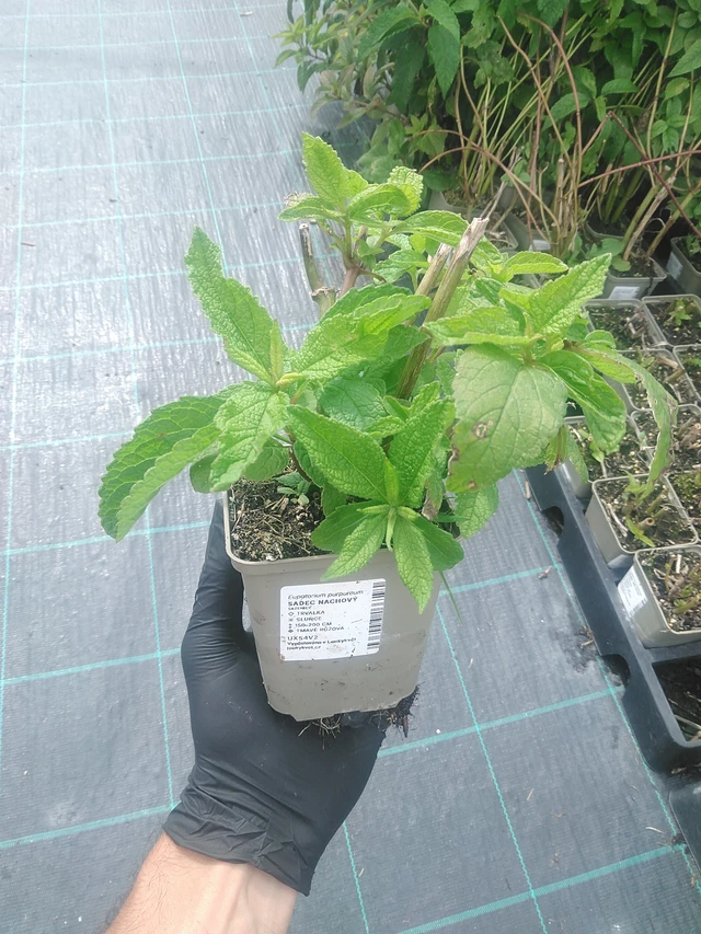 Sadec nachový - 10. 9. 2025