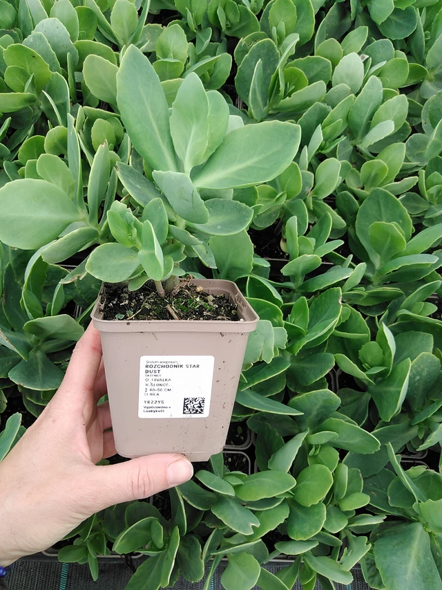 Sedum Star Dust - 9. 6. 2025