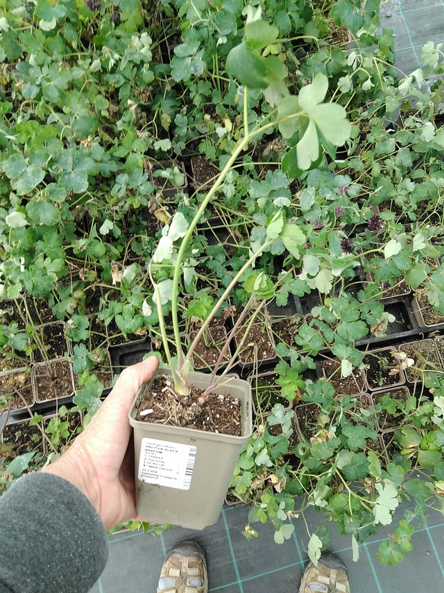 Akvileija Black Barlow - 9. 6. 2025