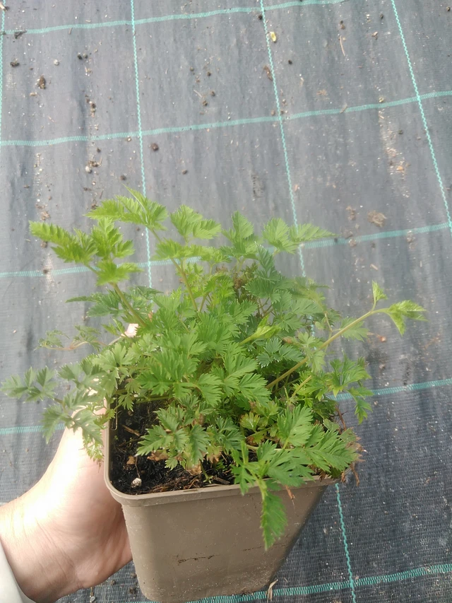 Udatna Porzellan - 17. 7. 2025