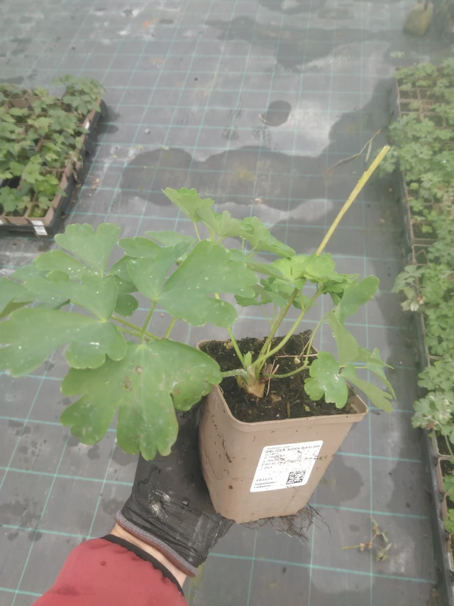 Akvileija Nora Barlow - 23. 10. 2025