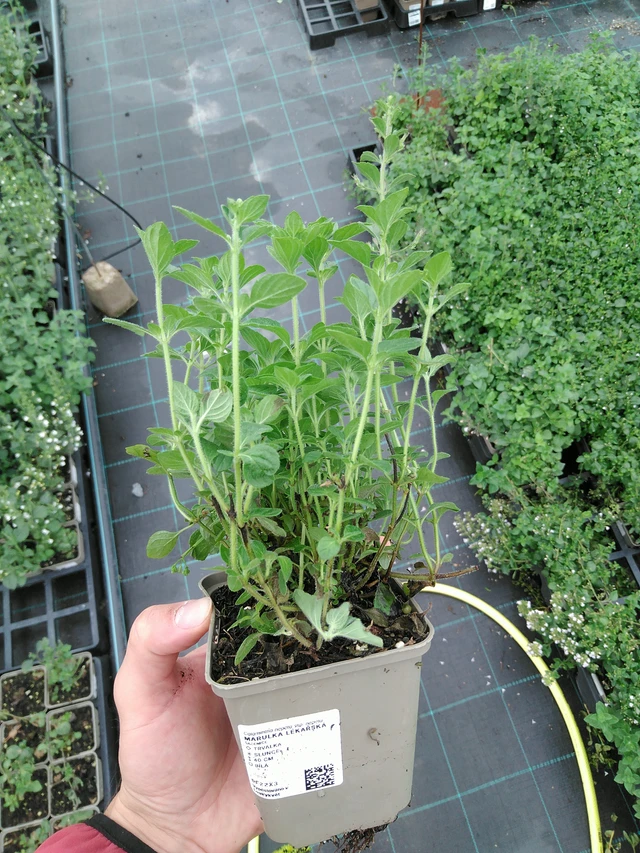 Päivänkakkara rohtopäivänkakkara - 28. 7. 2025