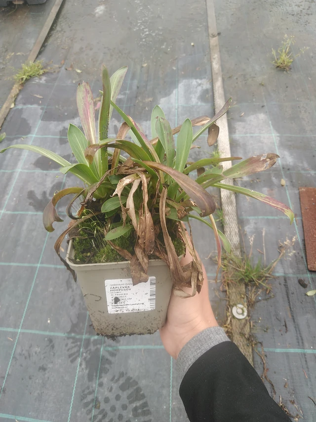 Helenium hoopesii - 10. 10. 2025